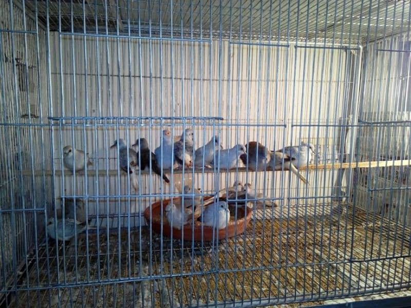 daimand dove hor red dove available 03187035046 call 8