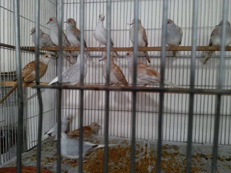 daimand dove hor red dove available 03187035046 call 9