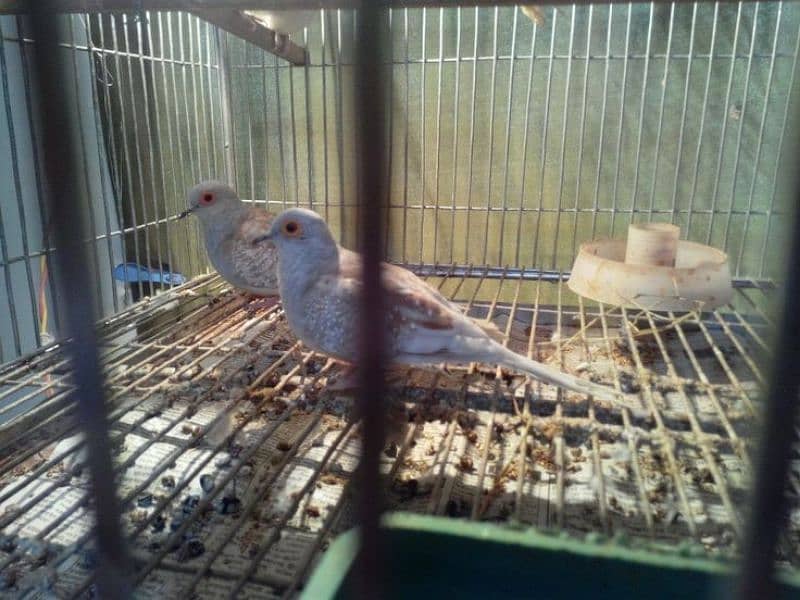 daimand dove hor red dove available 03187035046 call 10