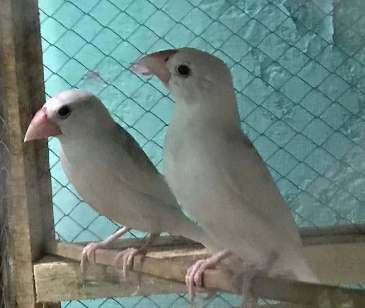 daimand dove hor red dove available 03187035046 call 11