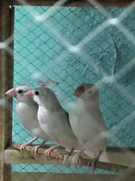 daimand dove hor red dove available 03187035046 call 12