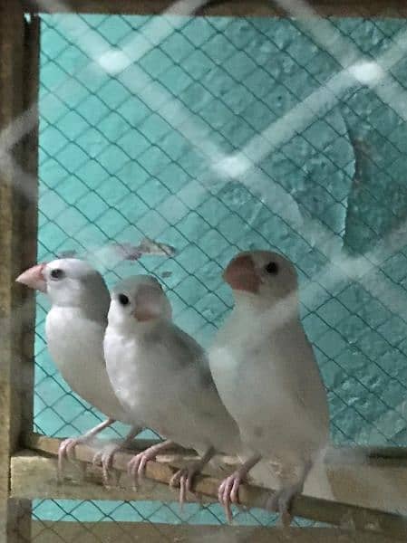daimand dove hor red dove available 03187035046 call 14