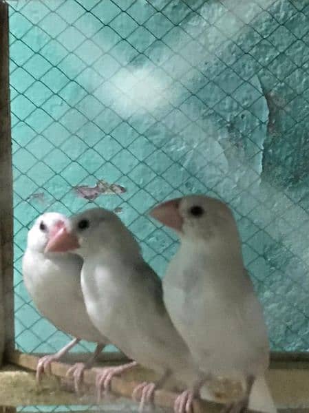 daimand dove hor red dove available 03187035046 call 15