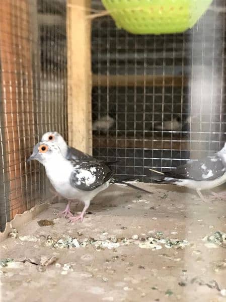 daimand dove hor red dove available 03187035046 call 16