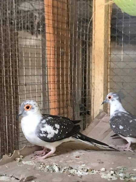 daimand dove hor red dove available 03187035046 call 17