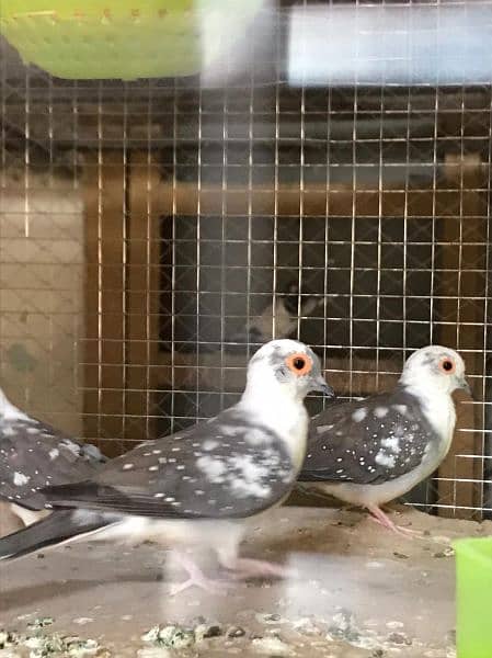 daimand dove hor red dove available 03187035046 call 18