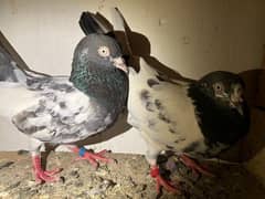 pigeon for sale tedi