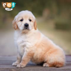 Pedigree Golden Retriever Puppies Available for Sale