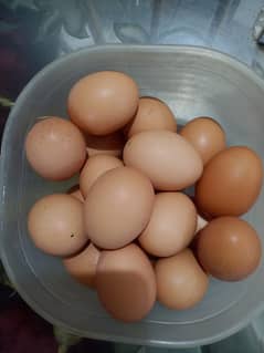 Desi Eggs 350/dozen(Lohmann brown)