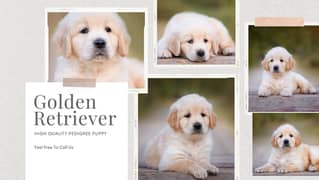 Pedigree Golden Retriever Puppies Available for Sale