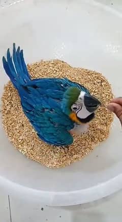 03266068445cal wathsap Blue macaw parrot arjunt for sale