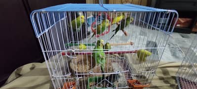 Budgies