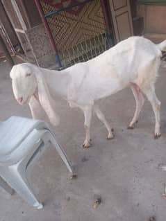 makhi chini . rajnpuri goat for sale 0