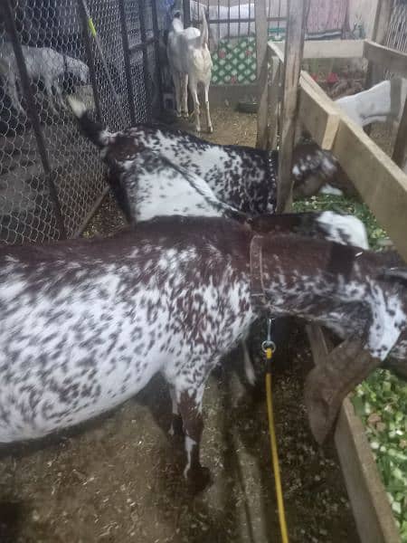 makhi chini . rajnpuri goat for sale 2