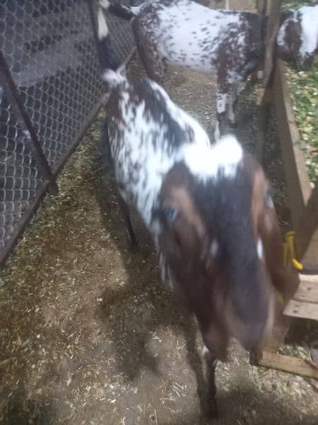 makhi chini . rajnpuri goat for sale 5