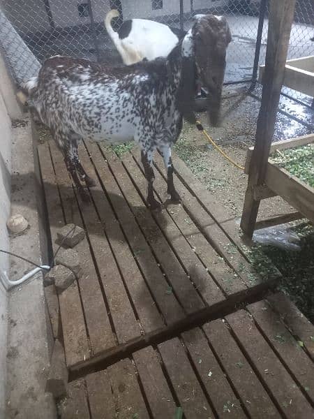 makhi chini . rajnpuri goat for sale 6