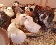 Desi chicks available for sale all over karachi