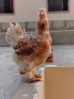 Brahma Female Egg Laying - Healthy and Active