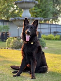 Pure Black German Shepard Available for stud