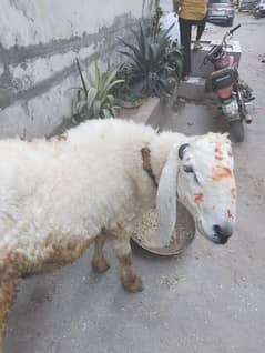 Sheep Rajanpori chattra