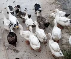 Desi Duck breedar & egg and chicks Avaliable03026458137