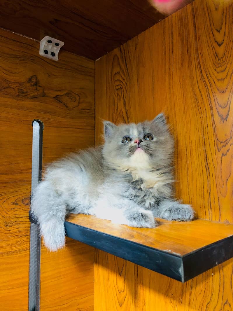 Persian / Kitten / Triple coat / Cute Cats / Fluffy Cat / small kitten 3