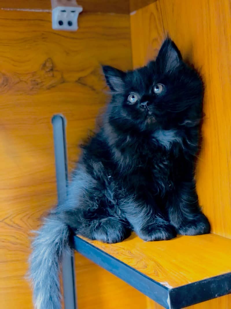 Persian / Kitten / Triple coat / Cute Cats / Fluffy Cat / small kitten 9
