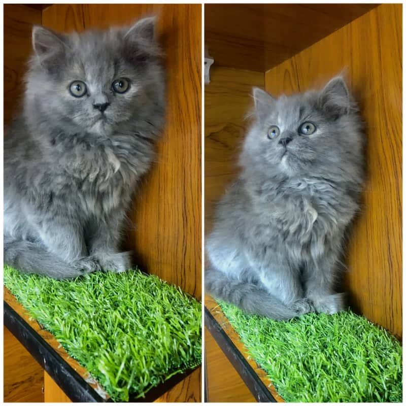 Persian / Kitten / Triple coat / Cute Cats / Fluffy Cat / small kitten 11