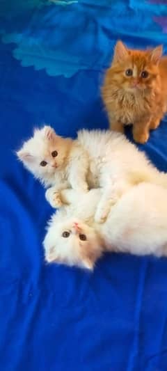 kittens available