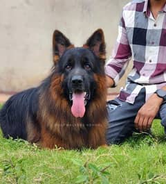 German Shepherd high quality 03453322678 0