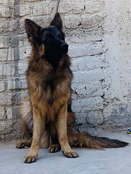 German Shepherd high quality 03453322678 2