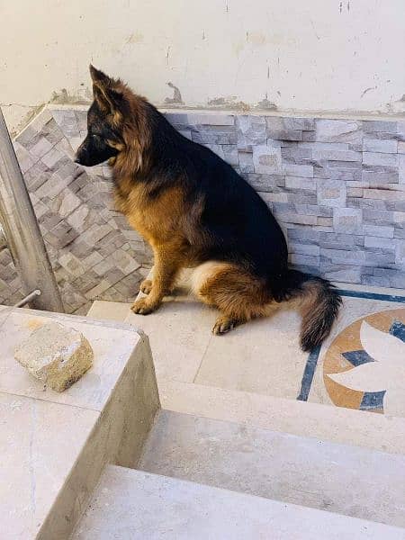 German Shepherd high quality 03453322678 4