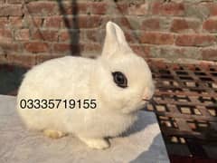 hotot dwarf fancy rabbit