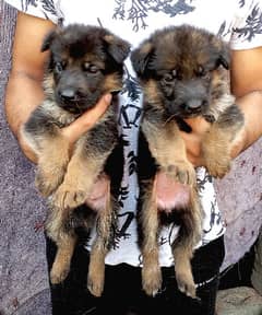 German Shepherd puppies available