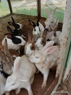 Rabbits for Sale