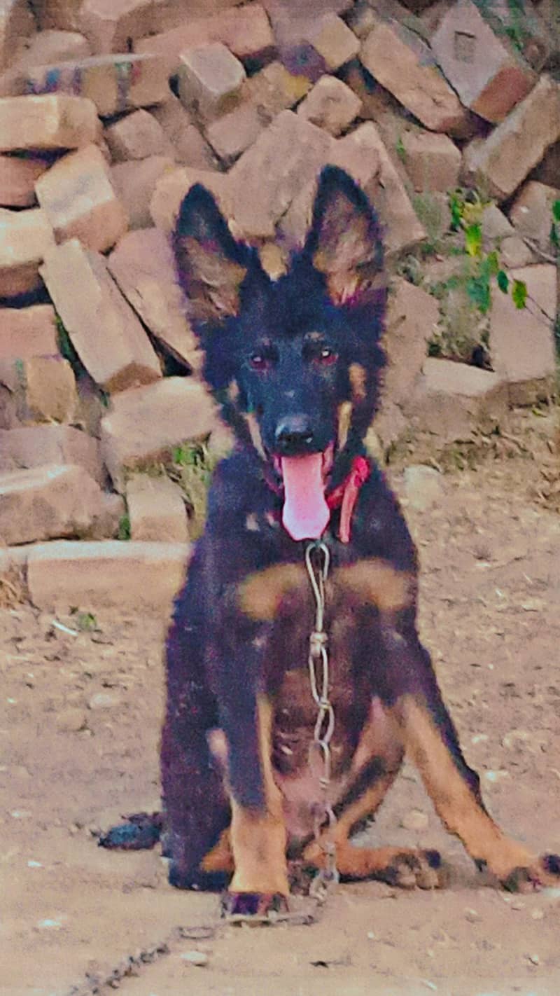 Jerman shepherd Nice puppy for sale 0