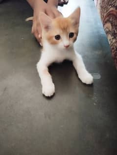 Cute Persian kitten 1.5 months old