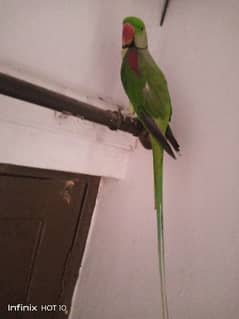 urgent for sale Kashmiri  parrot