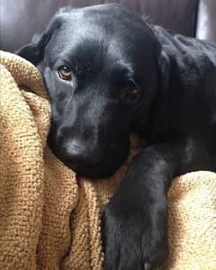 black labrador male