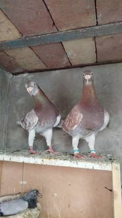Pigeon Qasid Foster Breeder Pair