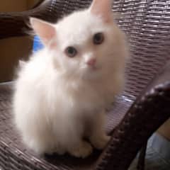 Persian kitten for sale