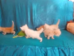 03239854645 persian four baby's full active