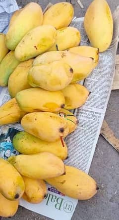 Khanzada Mango farm muzaffargarh Punjab