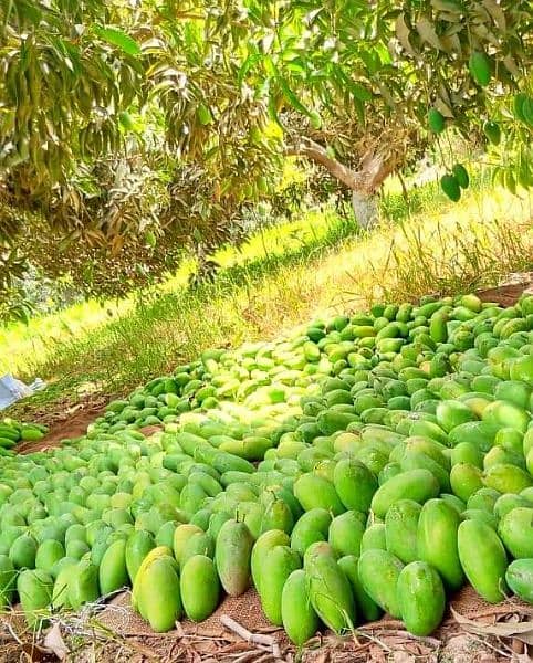 Khanzada Mango farm muzaffargarh Punjab 1