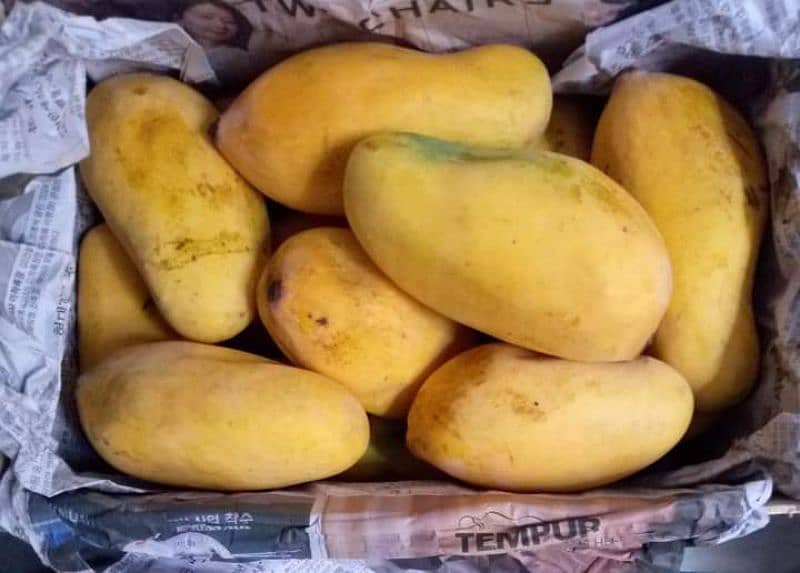 Khanzada Mango farm muzaffargarh Punjab 2