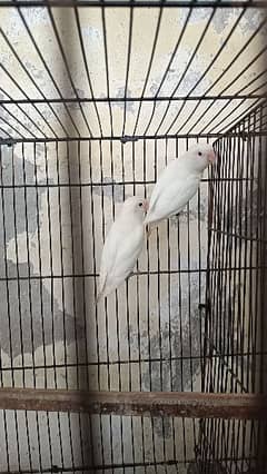 All setup for sale lovebirds pair with DNA and cages
