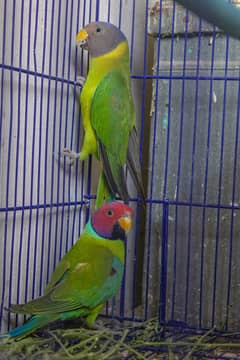 Plum-headed parakeet  Full Breeder Pair (Indian Ringneck)