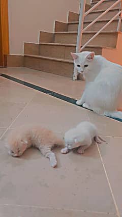 We want to give single coat persian cat to caring family with 2 kitten