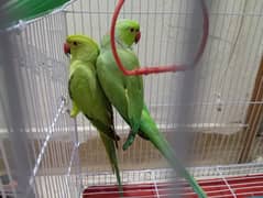 hand tamed Parrot pair for sale / parrot pair / parot chicks