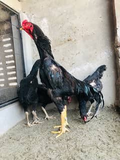 shamo fertile eggs /shamo chick available